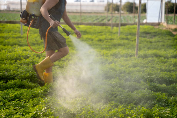 Best Ant Control Services  in Fort Totten, ND
