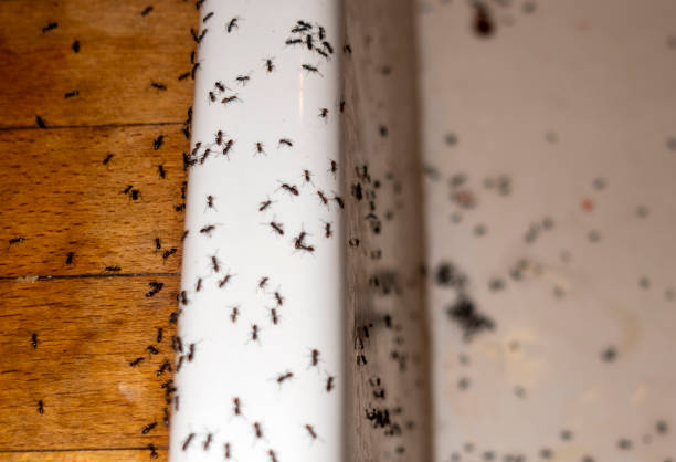 Best Pest Removal Services  in Fort Totten, ND